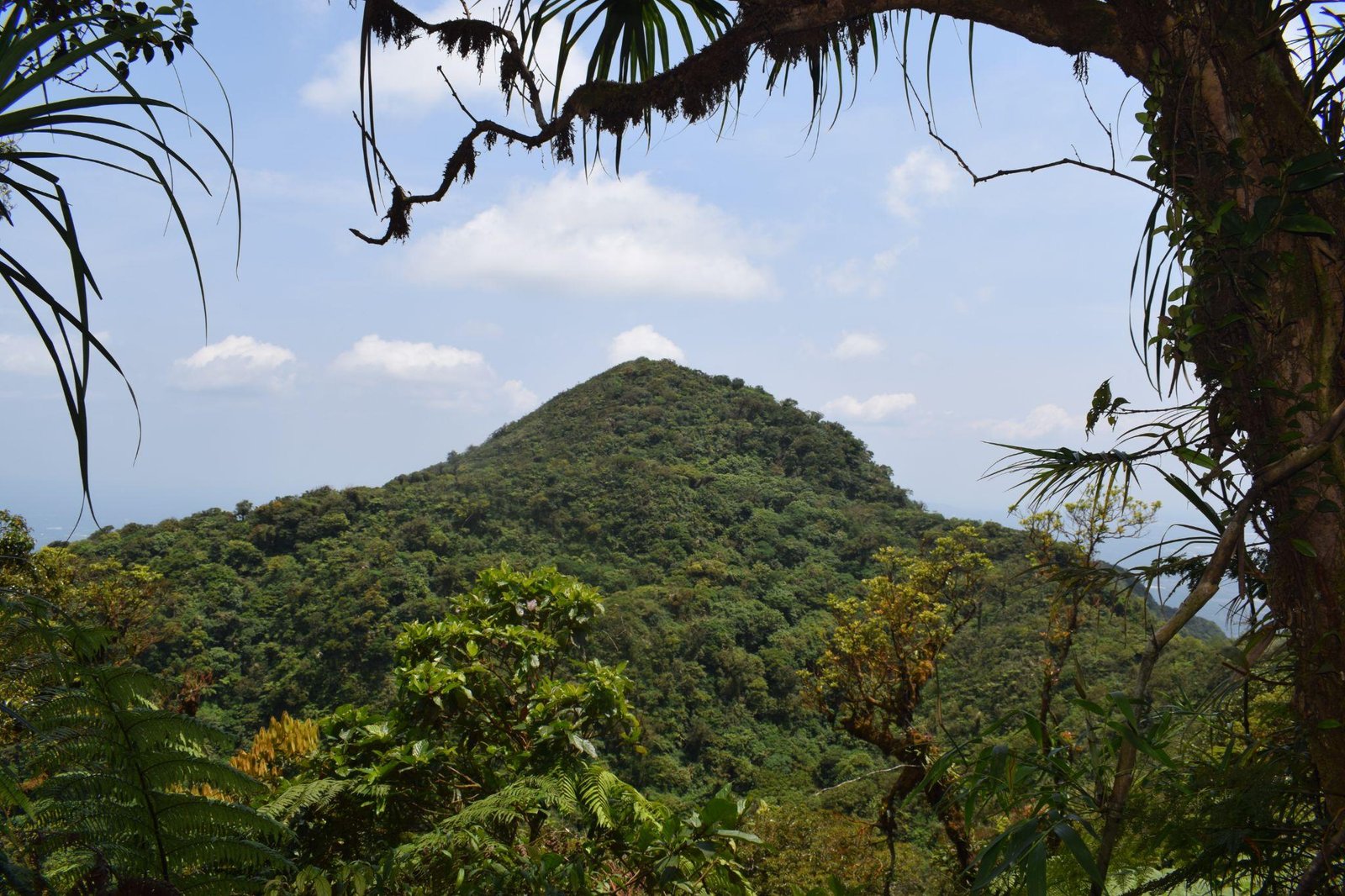 Mount Makiling Forest Reserve
