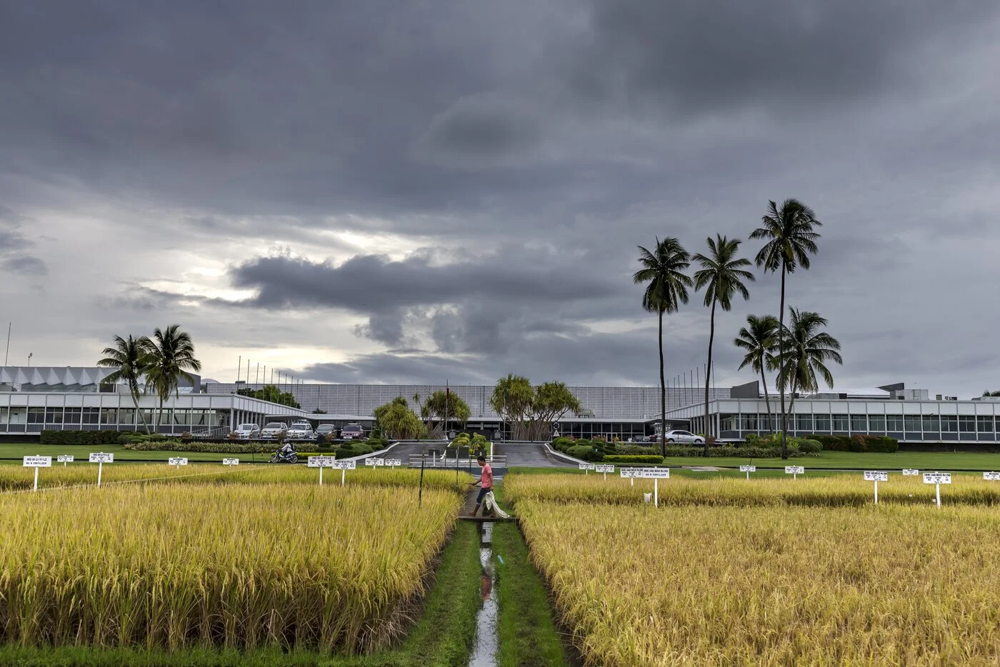 International Rice Research Institute