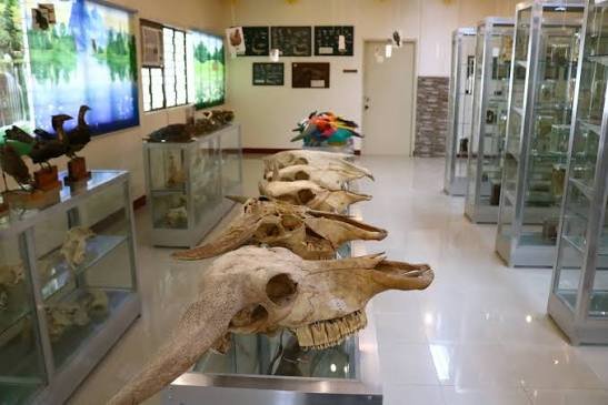 UPLB Museum of Natural History